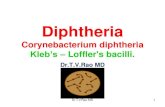 Diphtheria, Corynebacterium diphtheria