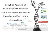 RNA-Seq analysis of blueberry fruit identifies candidate genes involved in ripening and secondary metabolism