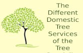 The Different Domestic Tree Services of the Tree Specialist Firms