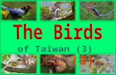 The birds of taiwan (3) 台灣的鳥類 (3)