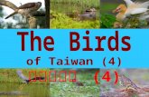 The birds of taiwan (4) 台灣的鳥類 (4)