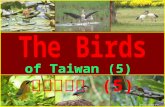 The birds of taiwan (5) 台灣的鳥類 (5)