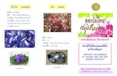 Flower Thai Culture Color