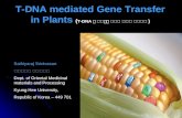 T-DNA Mediated Gene Transfer in Plants