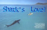 Sharks Love