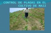 Control de Plagas en El Cultivo de Maiz