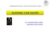 Xuong Chi Duoi Ts Pham Dang Dieu