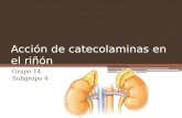 Acción de catecolaminas en el riñón