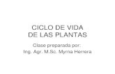 Nombre de archivo: CICLO DE VIDA del las plantas.pdf