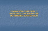 Condicion Corporal y Regiones Topograficas de Interes Zootecnico