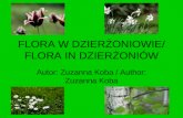 Flora in Dzierżoniów