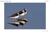 Birds Of Israel