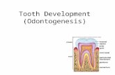 Dh 156 Tooth Development