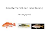Ikan demersal dan ikan karang