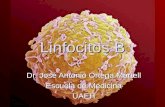 Linfocitos B