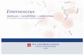 Enterococcus Lucia Teixeira (1)