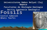 Fossils , Gabriel Costin  , Gheti teofil