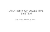 Anatomi Sistem Digestivus - 2008