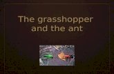 Grasshopper Ant