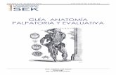 Guia de Anatomia Palpatoria y Evaluativa
