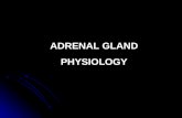 Adrenal Gland Physiology (Dr