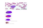 gambar histologi sel-sel darah putih