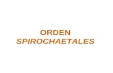 Tema Diapositivas Orden Spirochaetales