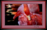 Hồng Hạc-flamingo-no.125 pw -