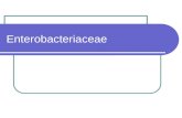 Lec 5 Enterobacteriaceae