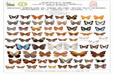Mariposas Nymphalidae del parque Deininger de El Salvador. C.A.