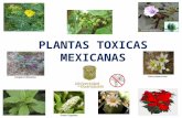 Plantas Mexicanas Toxicas