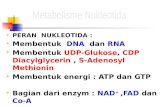MS K17-18 - Metabolisme Nukleotida