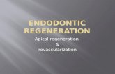Endodontic regeneration idc mumbai