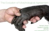 The Evolution of Morphological Agreement