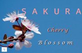 Cherry blossom   sakura (v.m.)