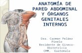 Anatoma Pelvica Genital Feminino