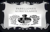 PABELLONES AURICULARES