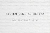 Organ.genital Betina