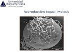 Clase 2. Reproduccion Sexual y Meiosis