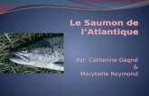 Le saumon de l’atlantique