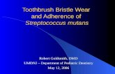 Toothbrush Bristle Wear and Adherence of