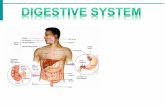96944466 Anatomi Fisiologi Digestive System