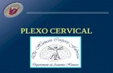 06 Plex o Cervical