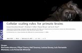 Cellular scaling rules for primate brains