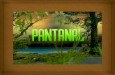 Ecologia - Pantanal