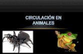 Circulación en animales 1