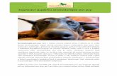 Tajemství úspěchu aromaterapie pro psy