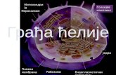 Celijske organele- mitohondrije hloroplasti