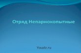 [Youdz.ru] отряд непарнокопытные