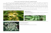 Lista de plantas e ervas comestíveis